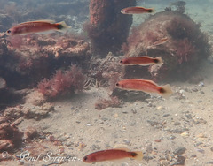 Trachinops caudimaculatus