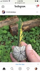 Strongylocentrotidae