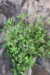 Cristaria molinae