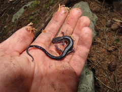 Plethodon wehrlei