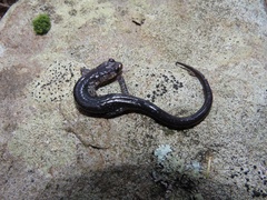 Plethodon wehrlei