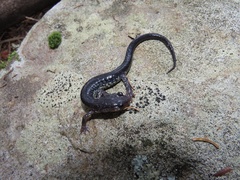 Plethodon wehrlei