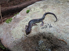 Plethodon wehrlei