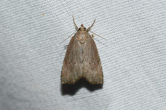 Cutina albopunctella