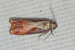 Episimus tyrius