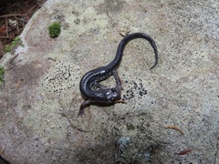 Plethodon wehrlei