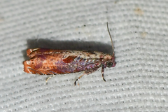 Episimus tyrius