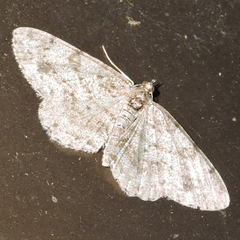 Protoboarmia faustinata