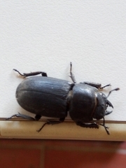 Dorcus parallelipipedus