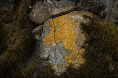 Polycauliona stellata