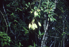 Derris trifoliata