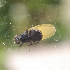 Minettia longipennis