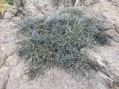 Ephedra breana