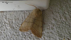 Charanyca trigrammica