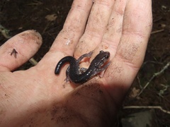 Plethodon wehrlei