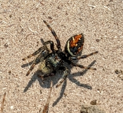 Phidippus clarus