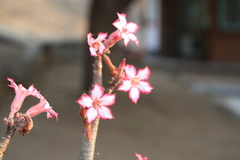 Adenium multiflorum image