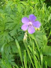 Geranium pratense
