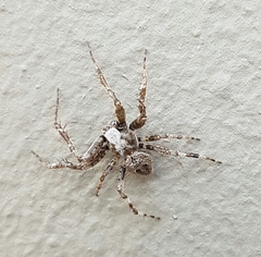 Pararaneus