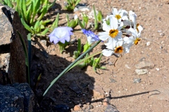 Leucocoryne coronata