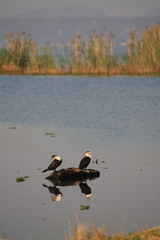 Phalacrocorax carbo lucidus