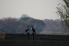 Phalacrocorax carbo lucidus
