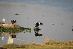 Phalacrocorax carbo lucidus