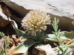 Allium libani