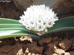 Allium libani