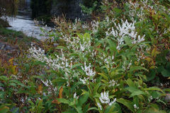 Koenigia polystachya