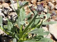 Anchonium billardierei