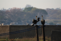 Phalacrocorax carbo lucidus