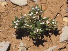 Asperula setosa