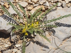 Astragalus pinetorum