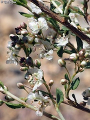 Atraphaxis billardierei