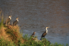 Phalacrocorax carbo lucidus