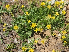 Barbarea vulgaris brachycarpa