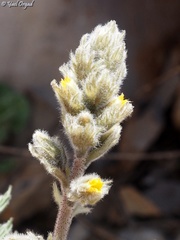 Biebersteinia multifida