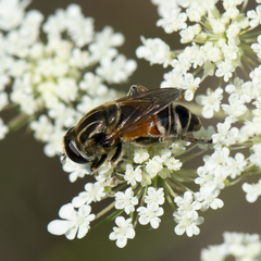 Merodon avidus