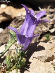 Campanula stricta