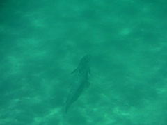 Mycteroperca rosacea