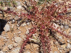 Blitum virgatum