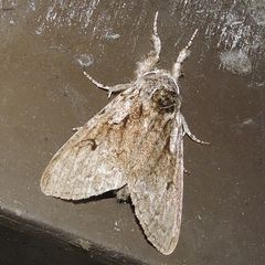 Calliteara argentata