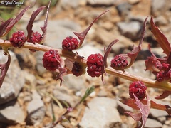Blitum virgatum