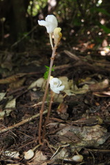 Didymoplexis pallens