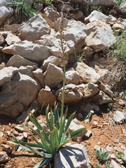 Eremurus spectabilis