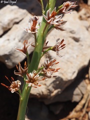 Eremurus spectabilis
