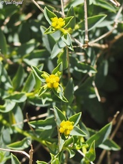 Euphorbia erinacea