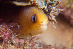 Gymnothorax melatremus