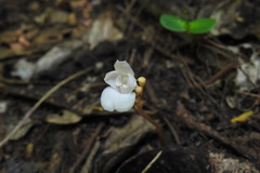 Didymoplexis pallens